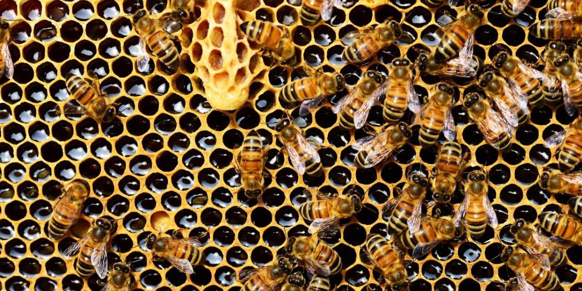 Bienen - Nicht nur Honigproduzenten, sondern viel mehr... Bienen produzieren nicht nur leckeren Honig, sondern sind ein essentieller Bestandteil unseres Ökosystems.  (Foto: Pixabay)