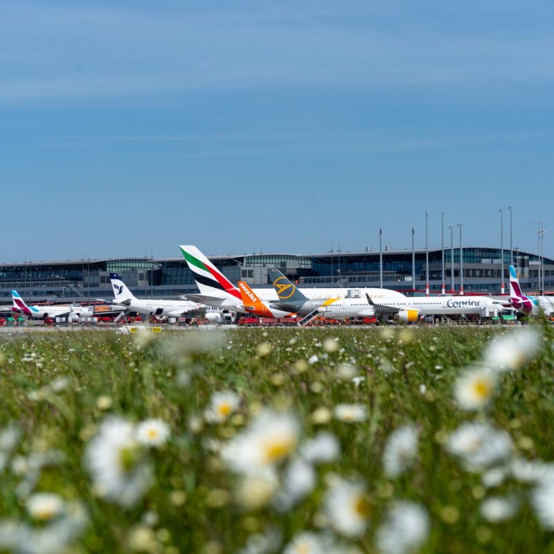 Blumenwiese vorm Hamburg Airport
